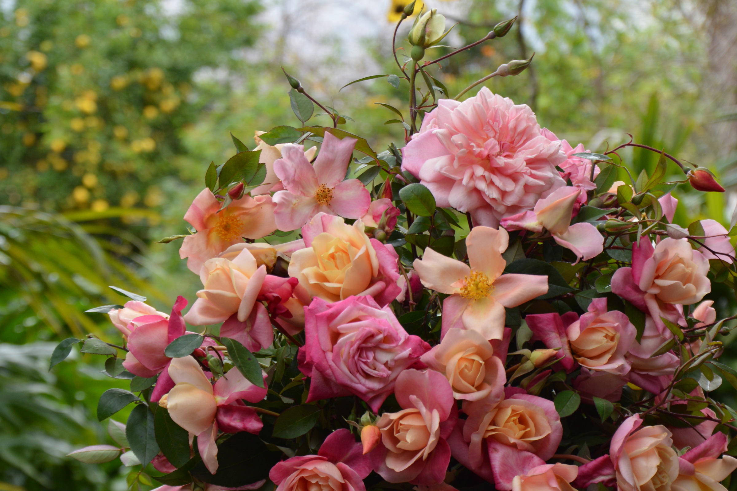 Heritage Roses - Bouquet mainly 'Mutabilis' and 'Rosette Delizy'