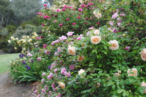 Heritage Roses - Barossa Old Rose Repository with 'Anna Olivier' in foreground