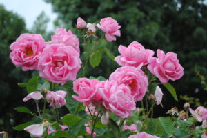 Heritage Roses - 'Cl. Mme Caroline Testout'