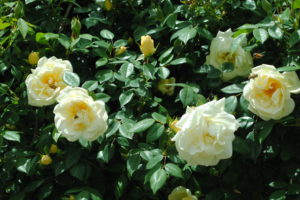 Heritage Roses - "Eden Valley/Springton Yolk Yellow"