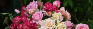 Heritage Roses banner 2