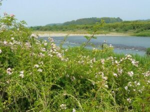 Pre-conference tour by the Kumagawa river