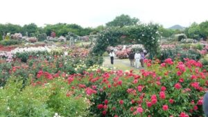 Keisei Rose Garden