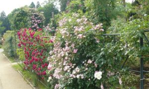 Hybrid Musks as climbers, Sakura Rose Garden