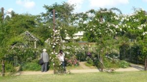 Sakura Rose Garden