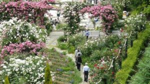 Post-conference tour: Akeo Herb and Rose garden, looking down towards the Wedding Garden