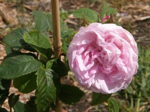 Mme Louis Leveque, some repeat flowering