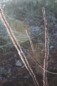 Frost, sunflares and a moss / frost, spiderwebs, sunflares and a moss