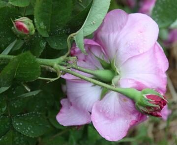 Rose Pruning 1060 Rose Pruning 1060