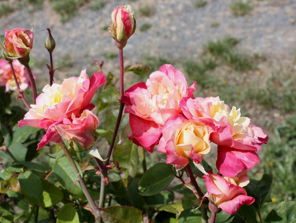 Rosette Delizy, buds