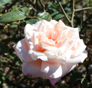 Rose sold as Comtesse Riza Du Parc