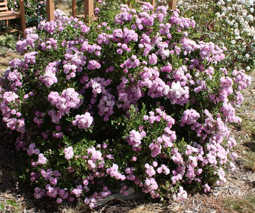 Petite Pink Scotch - A Southern Garden