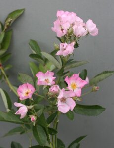 Found Polyantha, unnamed single pink ROR, from Mt Tamborine