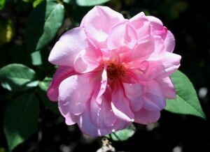 Almerta Orchard Pink, China-Tea ROR