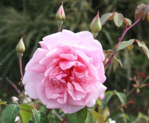 HT-Tea rose hedge Cottage Pink ROR syn Mrs Val Nash's ROR