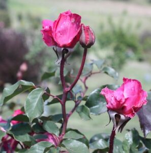 Rose sold as Princesse de Sagan, probably Professeur Ganiviat