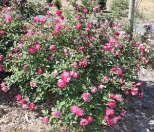 Nantawarra Pink Tea ROR, sold as Mme Hoste, probably Auguste Comte