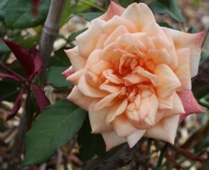 "NZ Lady Roberts" at its most orange