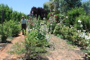 2011-12 David Ruston OAM in north bed (HTs, Pernetianas, Polyanthas)