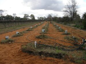 2007-8 First planting, mulched and in tree-guards