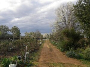 2009-8 planting bee