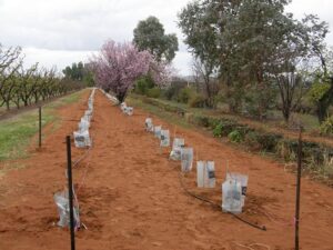 2009-8 planting bee (third) north bed