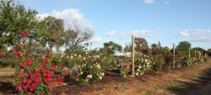 2009-10 Climber row Marie Nabonnand, Mme Boullet, from second planting