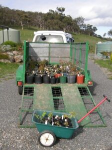 2008-8 pots for second planting bee