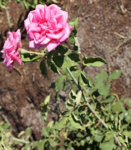 Sylvia Hannah's dark pink tea ROR syn Blackbutt Tea ROR