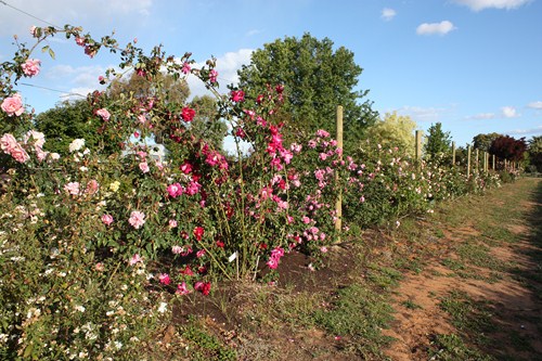 2009-9 climber row