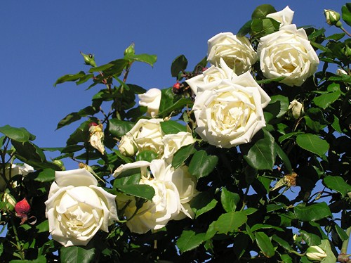 Early Hybrid Teas | Heritage Roses in Australia