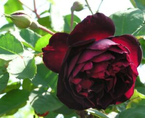 Rose sold as Francis Dubreuil, (ROR) - class uncertain, not Tea