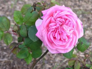 Grace Darling, 1884, doubling its petal count