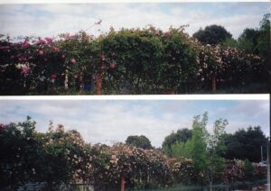 Clark climbers at the former Aunt Myrtle's Garden Nursery, WA