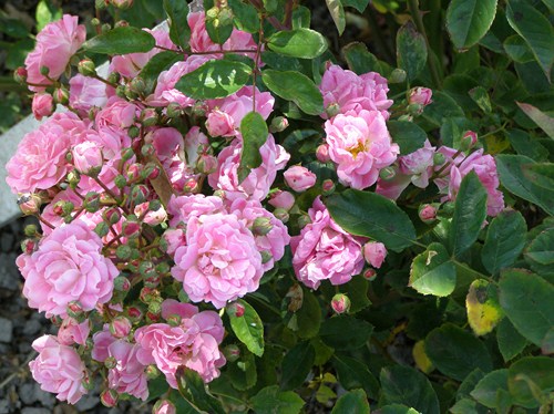 Alister Clark Roses | Heritage Roses in Australia