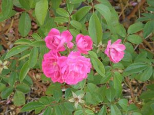 Spring Song, 1954, syn Bert Mulley's ROR, Riethmuller