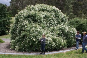 Mt Lofty Botanic Garden, SA: R brunonii La Mortola