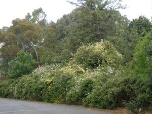 Chateau Barossa, SA, road verge in spring.