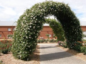 Adelaide Botanic Gardens, Adelaide d'Orleans on nearest arch