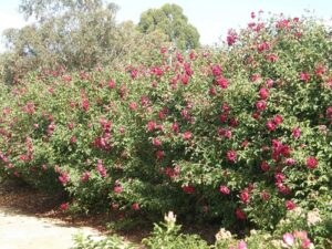 Kodja Place, Kojonup, WA, Restless hedge