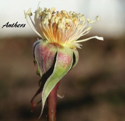 Rose Breeding – Heritage Roses in Australia