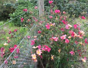 Mutabilis 1896 large shrub