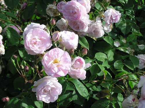 The Sweet Southern Noisette Rose