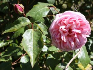 Mr Williams' rose ROR, probably Elie Beauvilain, Dijon Tea