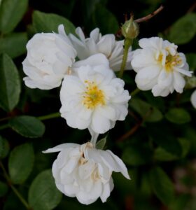 Wirruna White Fairy, Aus