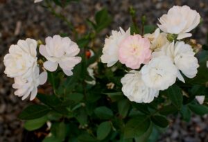 Friends of Benalla Gardens, Aus