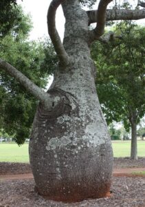 Newtown Park, Toowoomba: bottle tree Brachychiton rupestre