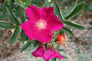 Ann Endt ROR, R foliolosa x r rugosa