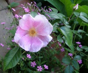 Anemonioides, climber, spring-only