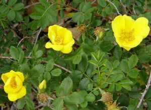 R foetida lutea